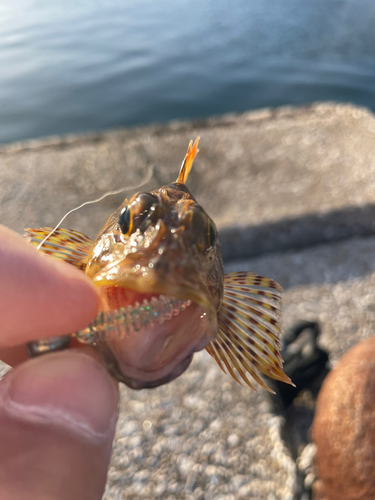 カサゴの釣果