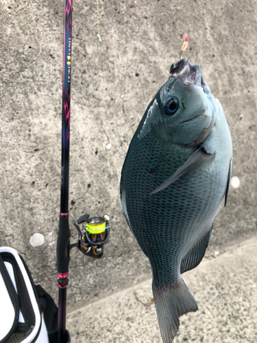 クチブトグレの釣果