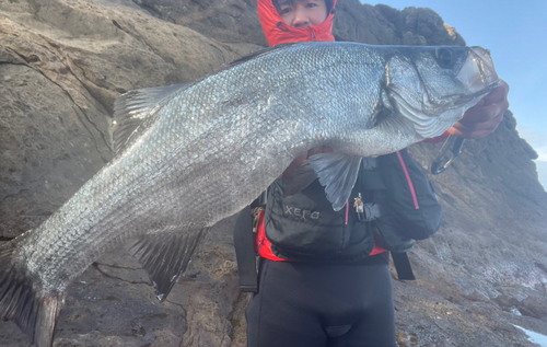 ヒラスズキの釣果