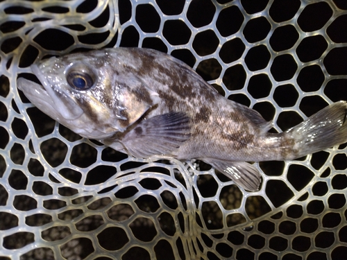 クロソイの釣果