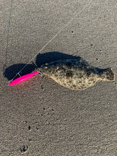 ヒラメの釣果