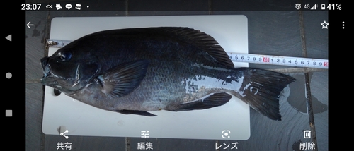 グレの釣果