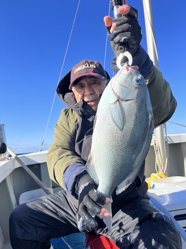 メジナの釣果