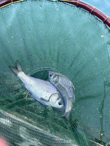 ヘラブナの釣果