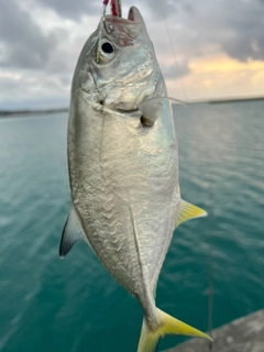 ガーラの釣果