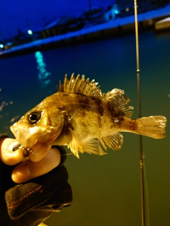 メバルの釣果