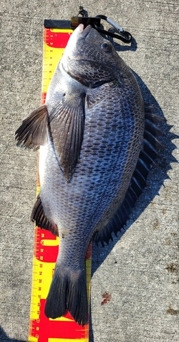 クロダイの釣果