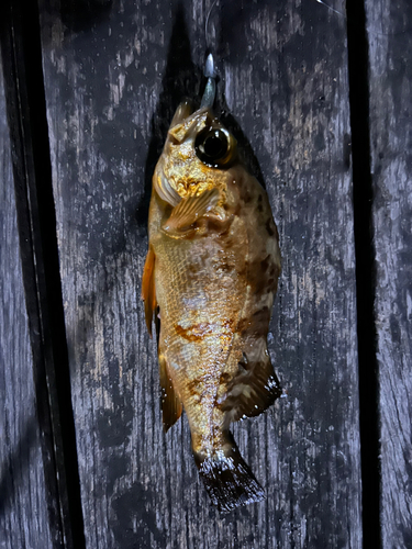 アカメバルの釣果