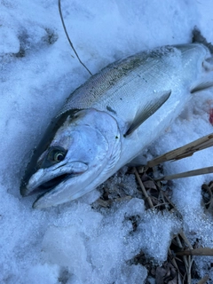 サクラマスの釣果