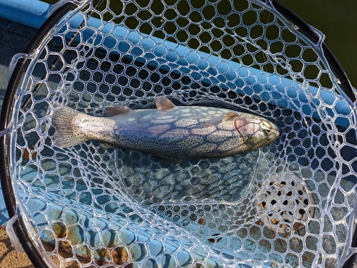 ニジマスの釣果