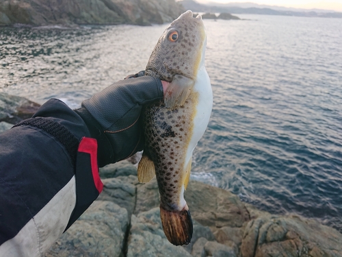 クサフグの釣果