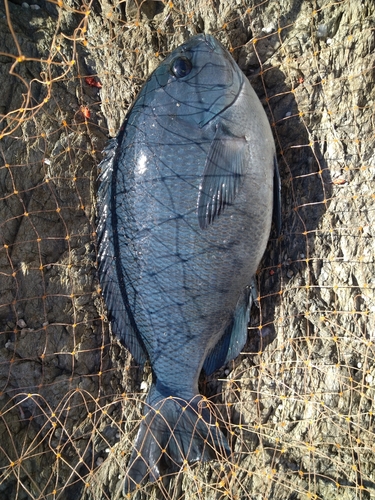 クチブトグレの釣果