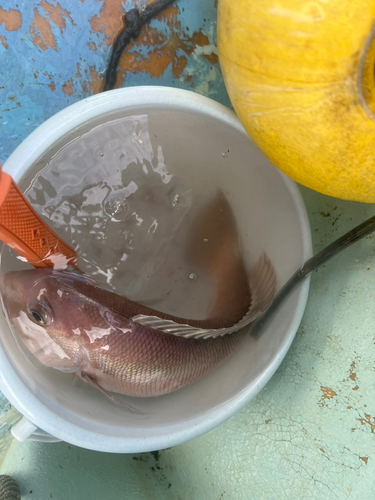 シロアマダイの釣果