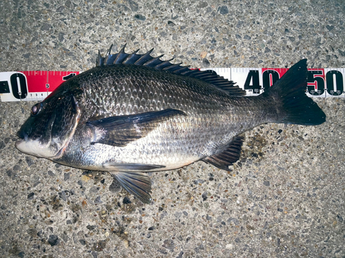 クロダイの釣果