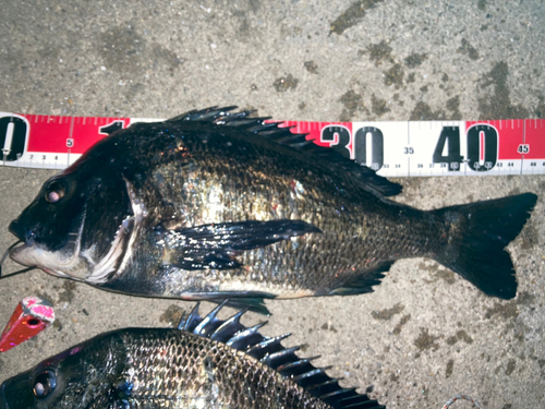 クロダイの釣果