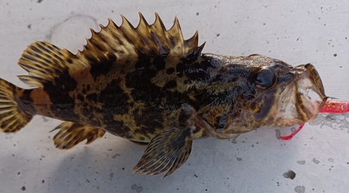 タケノコメバルの釣果