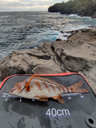 タカノハダイの釣果