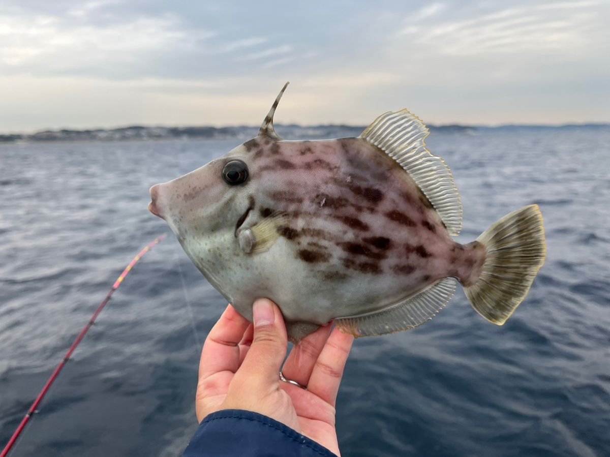 ほなみさんの釣果 2枚目の画像