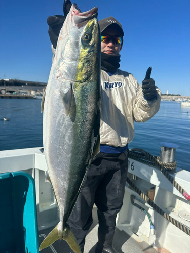 ワラサの釣果