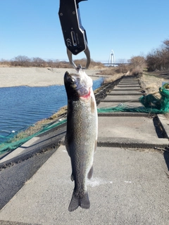 ニジマスの釣果