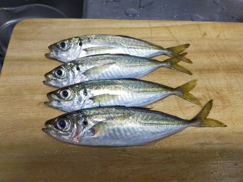 アジの釣果