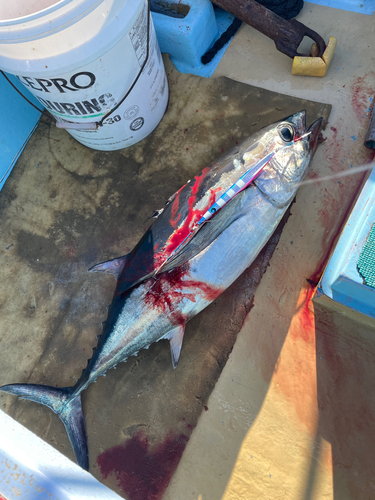 ビンチョウマグロの釣果