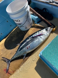 ビンチョウマグロの釣果