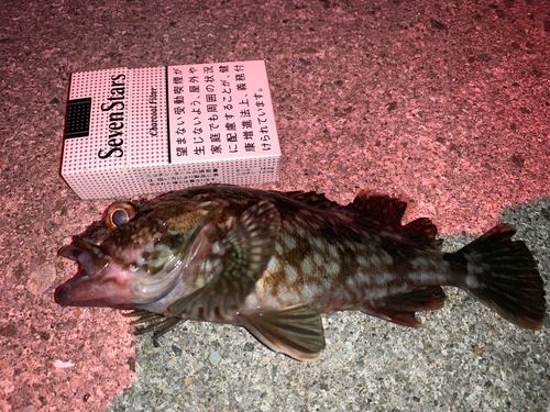 カサゴの釣果