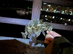 タケノコメバルの釣果