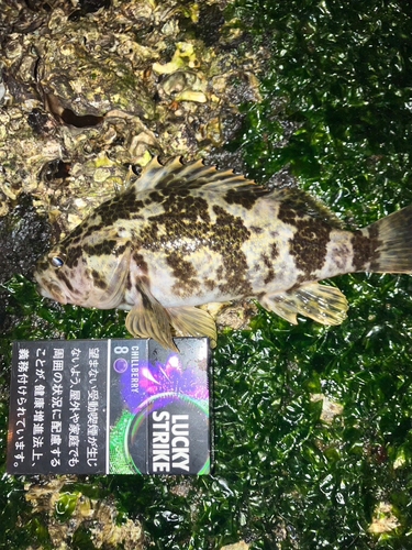 タケノコメバルの釣果