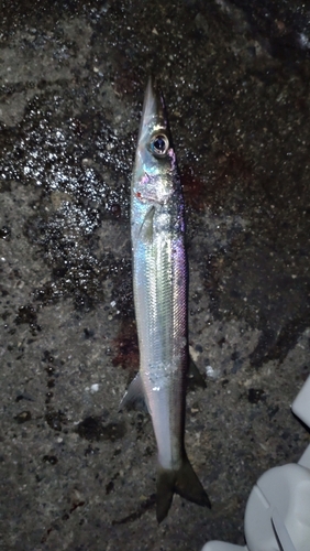 カマスの釣果