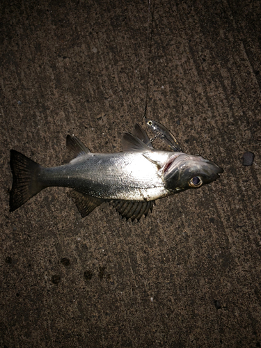 スズキの釣果