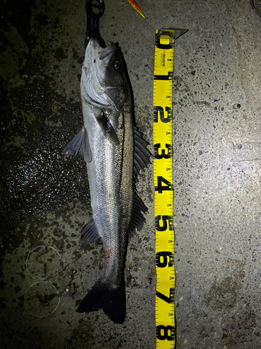 シーバスの釣果