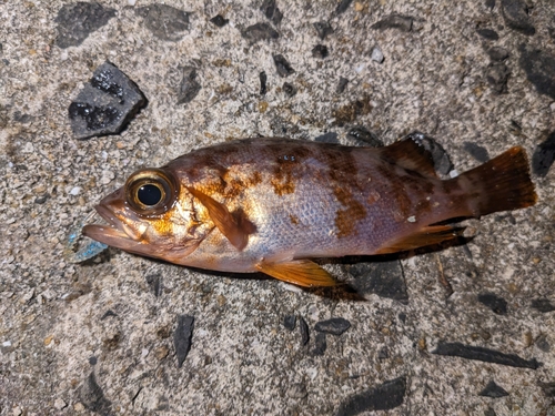 メバルの釣果