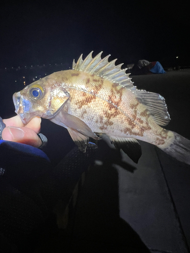 メバルの釣果