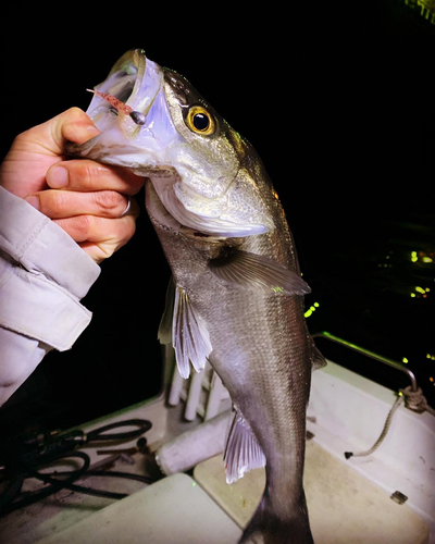 セイゴ（タイリクスズキ）の釣果