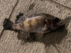 シロメバルの釣果