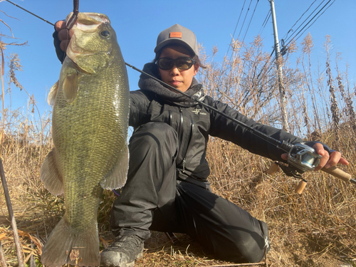 ブラックバスの釣果