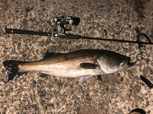 マルスズキの釣果