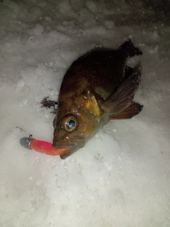 エゾメバルの釣果