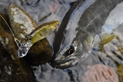 アマゴの釣果