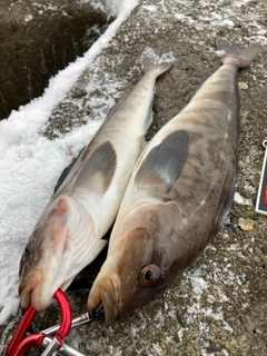 ホッケの釣果