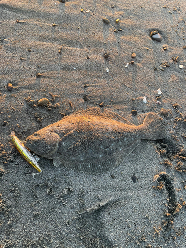 ソゲの釣果