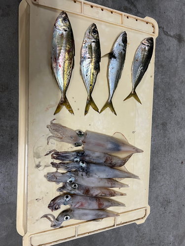 アジの釣果