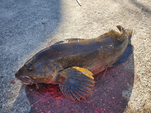 アイナメの釣果