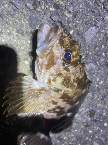 カサゴの釣果