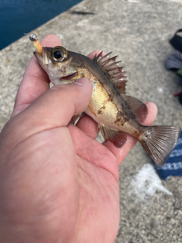 メバルの釣果