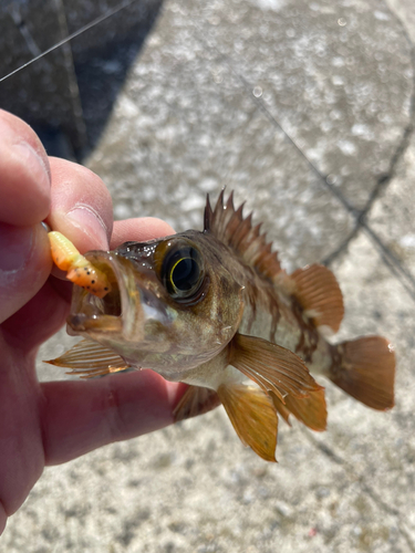 メバルの釣果