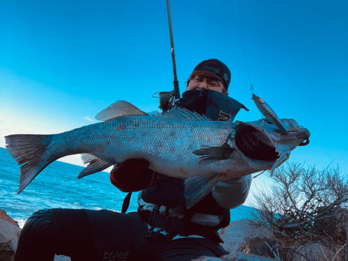 ヒラスズキの釣果