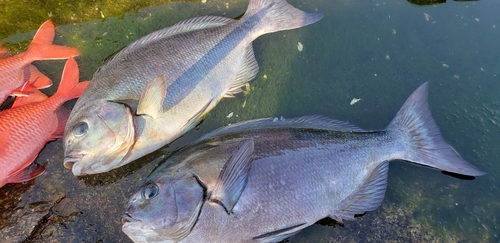 オナガグレの釣果